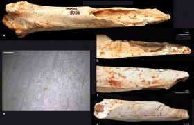 کشف شواهد ۷۰۰ هزار ساله از شکار و قصابی حیوان‌های گیاهخوار در غاری در مراکش