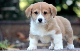 بررسی ژنتیکی نشان می‌دهد سگ کهن‌ترین همراه انسان است + مقاله