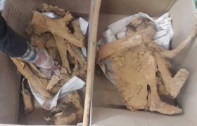۲ اسکلت در معدن تاریخی اردستان کشف شد