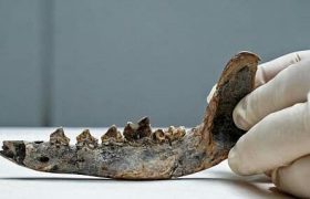 کشف فسیل ۱۲ هزار ساله از سگی که همراه انسان زندگی می‌کرده است