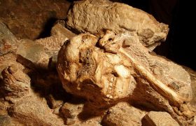 اجداد انسان اولیه یک میلیون سال بیش‌تر از آنچه تصور می‌شد، قدمت دارند + مقاله