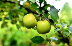 اثبات حضور کردستان و لرستان در کنار مراکز اهلی‌سازی سیب در جهان
