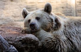 دیرینگی استفاده از پوست خرس توسط انسان به ۳۰۰ هزار سال می‌رسد