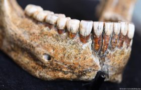 نیاکان اولیه بشر صدها هزار سال پیش در آستانه انقراض بودند